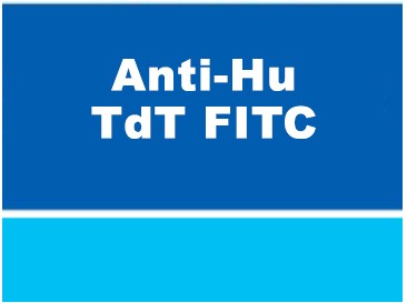 Anti-Hu TdT FITC