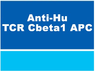 Anti-Hu TCR Cbeta1 APC